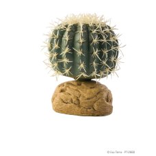Barrel Cactus - Small
