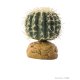 Barrel Cactus - Small