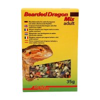 Bearded Dragon Mix Adult
