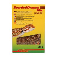 Bearded Dragon Mix Juvenile