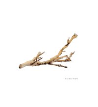 Forest Branch Small 