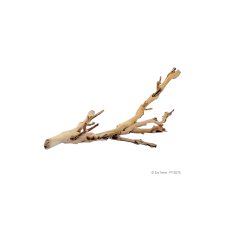 Forest Branch Small