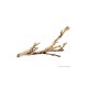 Forest Branch Small 