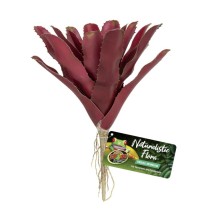 Naturalistic Flora – Fireball Bromeliad