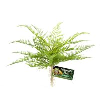 Naturalistic Flora – Lace Fern