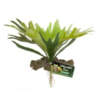 Naturalistic Flora – Staghorn Fern