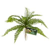 Naturalistic Flora – Sword Fern