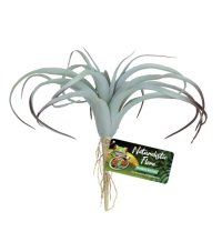Naturalistic Flora – Tillandsia Air Plant