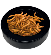 Repto Deco Worm Dish