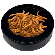 Repto Deco Worm Dish